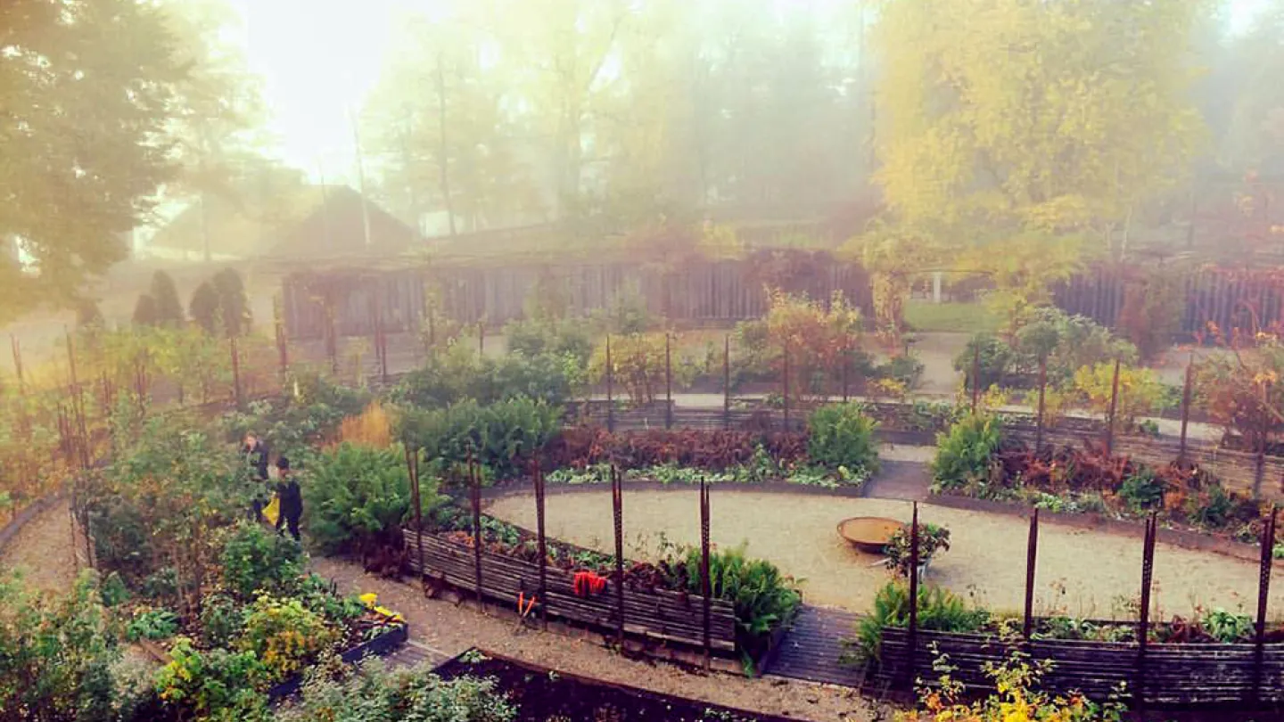 Morgondis över rosträdgården på hösten